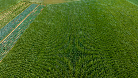 Aerial view of vibrant green farmland with neatly organized rows of crops under a clear blue sky. The sunny weather enhances the richness of the landscape.の写真素材