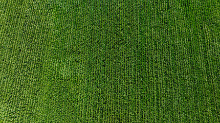 An expansive aerial perspective captures vibrant green farmland, showcasing rows of healthy crops stretching toward the horizon bathed in sunlight on a clear day.の写真素材