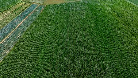A wide agricultural area features neatly aligned rows of vibrant green crops stretching out under the clear blue sky. The lush landscape is set in a peaceful rural environment.の写真素材