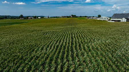 A vast expanse of green corn plants fills the landscape under a bright blue sky. Farm buildings dot the horizon, showcasing a rural setting rich in agricultural life.の写真素材