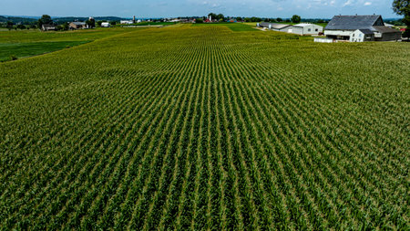 A vast expanse of green corn plants fills the landscape under a bright blue sky. Farm buildings dot...