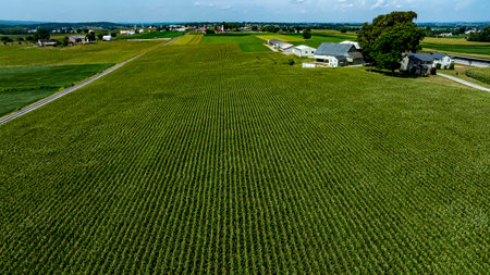Rolling fields of corn dominate the landscape, showcasing lush green rows under a vast blue sky dotted with clouds. Farmhouses and buildings are visible in the distance, adding charm.の写真素材