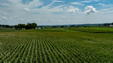 Lush cornfield stretches across the countryside, showcasing neatly arranged rows. A clear blue sky and fluffy clouds enhance the serene rural summer landscape in the background.の写真素材