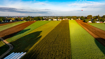 Bright green and golden fields stretch out under a clear sky, illuminated by the morning sun. A colorful hot air balloon floats in the background, adding a charming touch to this pastoral scene.の写真素材
