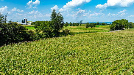 Lush corn plants stretch across the field under bright blue skies. A nearby farm and distant trees frame the landscape, exemplifying rural beauty on a warm summer afternoon.の写真素材