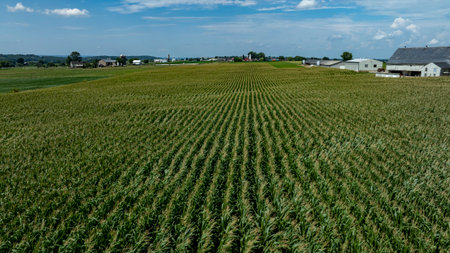 Corn plants stretch across the landscape, creating vibrant green rows. The bright blue sky and sunlight illuminate the farmland, showcasing a peaceful rural setting in summer.の写真素材
