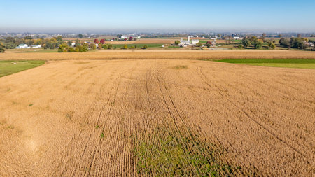 A sprawling soybean field stretches across the landscape, showcasing golden crops ready for harvest. Nearby, farm buildings and lush greenery create a picturesque rural backdrop.の写真素材