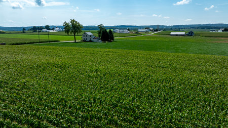 Vast expanses of vibrant green cornfields stretch across the landscape. A quaint farmhouse stands amidst the fields, with a clear blue sky above and distant farms along the horizon.の写真素材