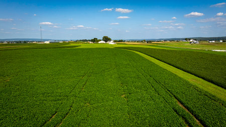 A vast landscape showcases lush green fields stretching to the horizon, with a few farmhouses dotted throughout the area. The bright blue sky is lightly clouded, enhancing the serene rural setting.の写真素材