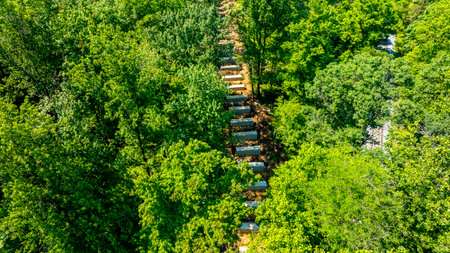 Rows of rectangular concrete blocks are strategically placed along a narrow path in a dense forest. The blocks are surrounded by the vibrant leaves of trees, creating a serene and peaceful atmosphere in summer.の写真素材