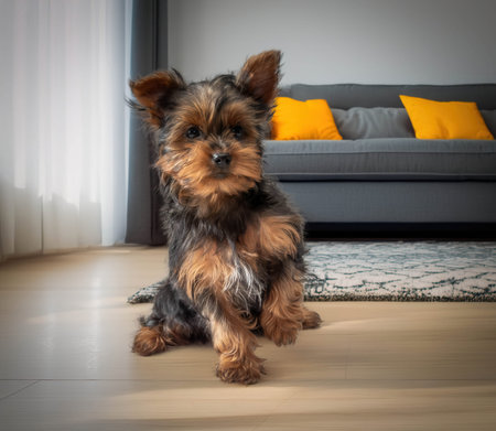 A small puppy stands on wooden floor in a living room. The room has a gray sofa with yellow cushions. Morning light comes through the window, creating a warm space.の写真素材