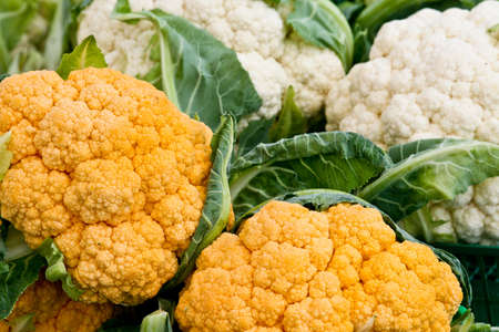 Yellow & Whiteの写真素材