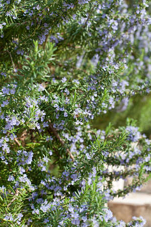 flowering shrub of rosemary vertical shotの写真素材
