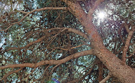 Pine tree and pine cone, bottom viewの写真素材