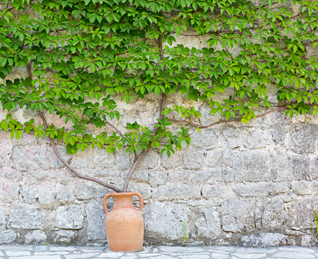 Wild grapes on the natural stone wall.の写真素材