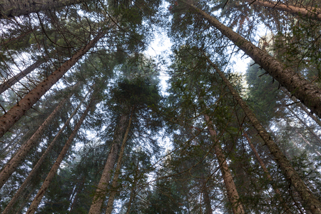 Misty morning spruce forest in national park Durmitor, Montenegroの写真素材