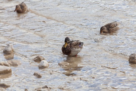 Duck on a black lake Durmitor National Park, Montenegroの写真素材