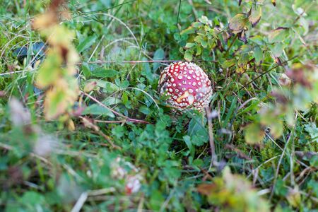 Amanita muscaria, a poisonous mushroom in a forestの写真素材