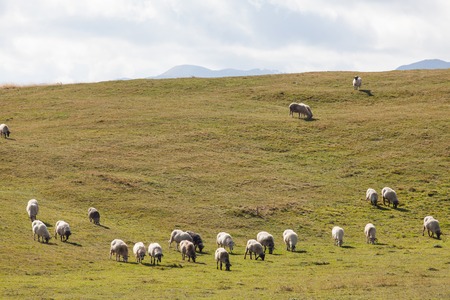 flock of sheep on green grass, Durmitor, Montenegroの写真素材