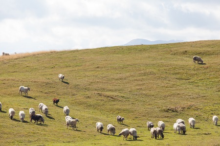 flock of sheep on green grass, Durmitor, Montenegroの写真素材