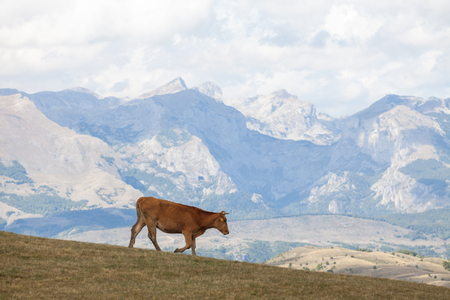 Mountain landscape with cow in Montenegro.の写真素材