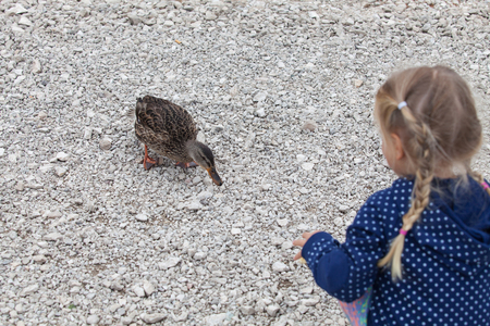 little girl feeding ducks at Black Lake in Durmitor National Park, Montenegroの写真素材