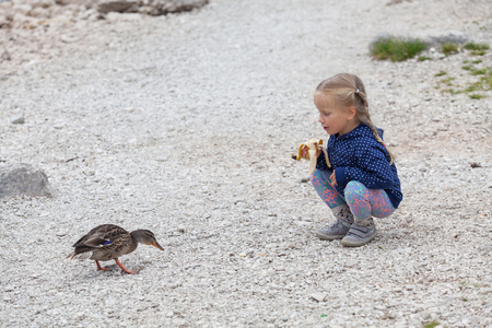 little girl feeding ducks at Black Lake in Durmitor National Park, Montenegroの写真素材