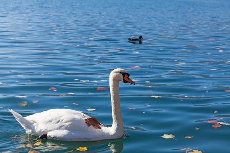 Slovenia, white swan on lake Bledの写真素材