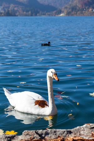 Slovenia, white swan on lake Bledの写真素材
