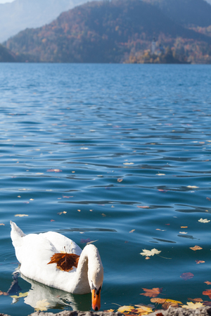 Slovenia, white swan on lake Bledの写真素材