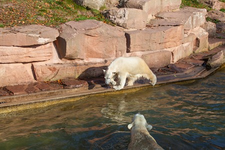 Polar bear with cub in Nuremberg zoo (Ursus maritimus).の写真素材