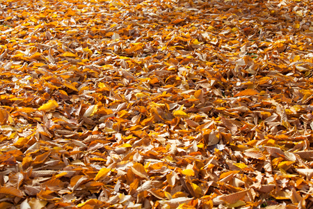 Golden autumn leaves on the ground.の写真素材