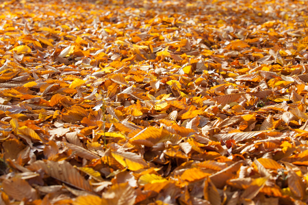 Golden autumn leaves on the ground.の写真素材