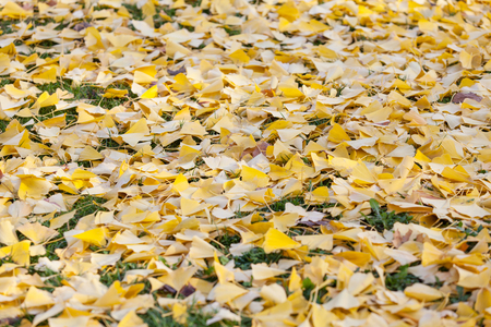 Golden autumn leaves on the ground.の写真素材