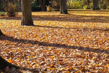 Golden autumn leaves on the ground.の写真素材