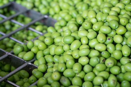 Fresh Harvested Green Olive for olive oil productionの写真素材