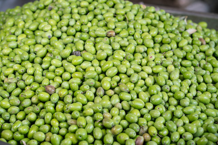 Fresh Harvested Green Olive for olive oil productionの写真素材