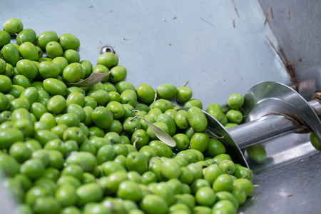 Fresh Harvested Green Olive for olive oil production