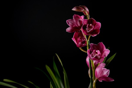 Cymbidium orchid flowers with leavesの写真素材
