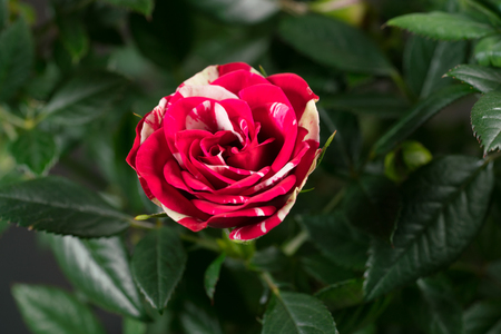 Abracadabra rose bud openingの写真素材