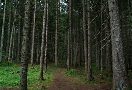 walk in the spruce forestの写真素材