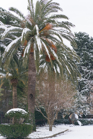 Leavs of palm trees covered with snowの写真素材