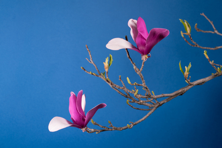 magnolia tree blossomの写真素材