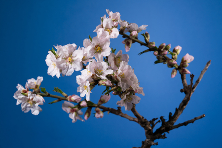 Almond blossom spring backgroundの写真素材