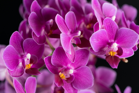 purple mini orchid on a black backgroundの写真素材