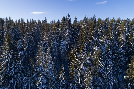 Spruce coniferous forest covered with snow in winter