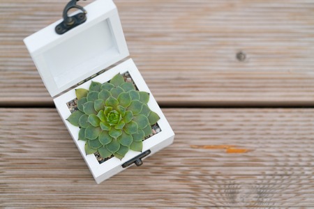 casket for wedding rings with fresh succulent for wedding ceremony