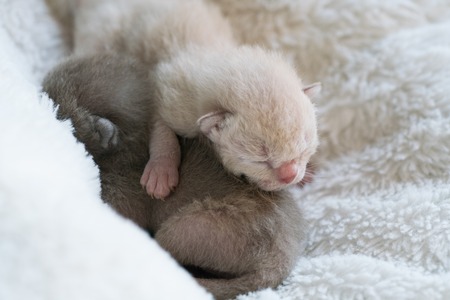 two newborn kittens Burmese breed on the fur litterの写真素材