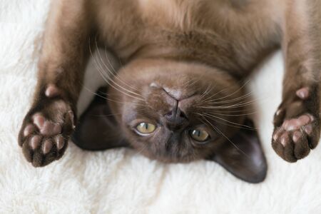 brown burmese kitten lies on a pillow at homeの写真素材