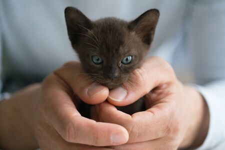 brown burmese kitten sits in male hands
